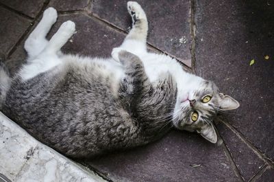 Portrait of cat lying on bed