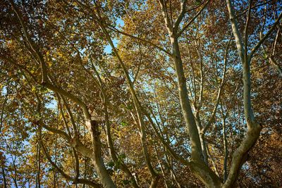 Low angle view of trees in forest during autumn