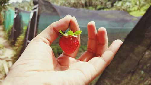 Close-up of hand holding fruit