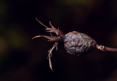 Close-up of insect