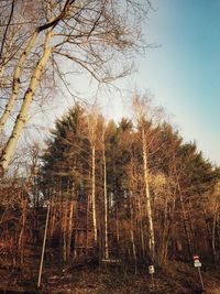 Bare trees in forest against clear sky