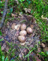 Close-up of mushrooms