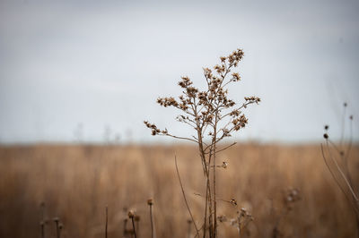 Close-up of stalks in field against sky