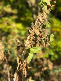 Close-up of insect on plant