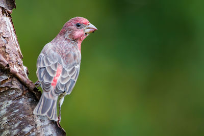 A house finch perched on a log