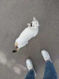 pet