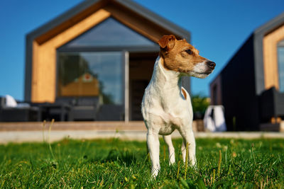 Cute small dog on front yard near suburban house at summer day