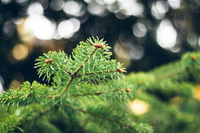 Close-up of pine tree