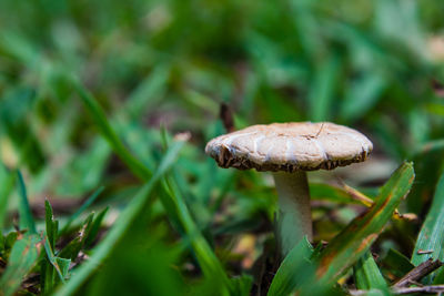 Close-up of mushroom growing on field