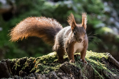 Close-up of squirrel on rock