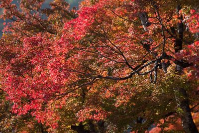 Low angle view of cherry blossom tree