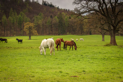 Horses grazing in a field