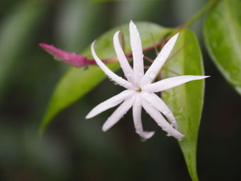 Close-up of white flowering plant