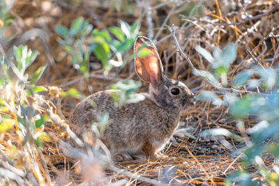 Desert cottontail