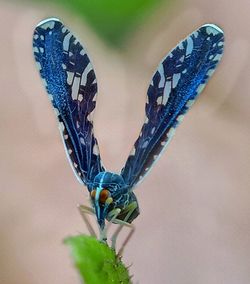 Close-up of butterfly on flower