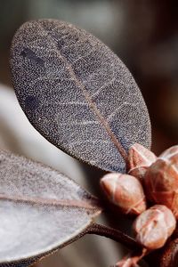 Close-up of dry leaf