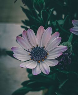 Close-up of pink flower