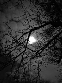 Low angle view of silhouette tree against sky