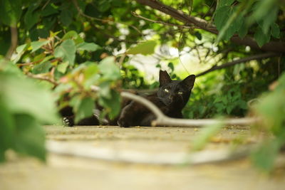 Close-up of black cat
