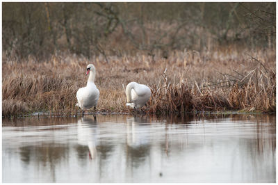 Birds on the lake