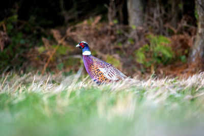 Bird perching on a field