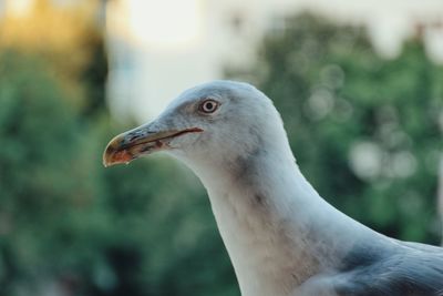 Close-up of seagull