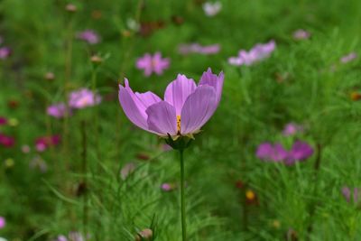 Close-up of crocus blooming outdoors