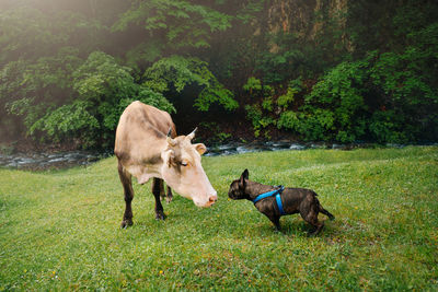 French bulldog dog playing with cow on field against forest during summer