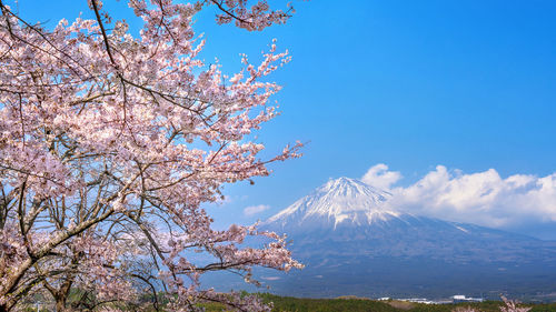 Low angle view of cherry tree against blue sky