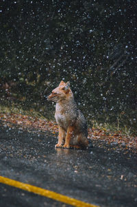 Dog on road