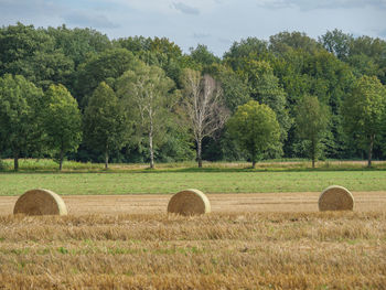 Fields and meadows near winterswijk in the netherlands