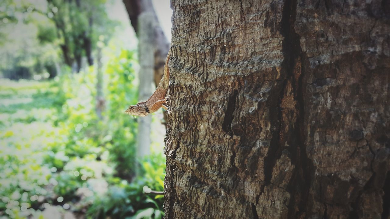 tree, tree trunk, nature, wood - material, animals in the wild, animal themes, textured, outdoors, no people, day, close-up, growth, one animal, beauty in nature, mammal, sky