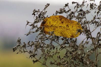 Close-up of dry autumn tree
