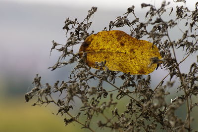 Close-up of dry autumn tree