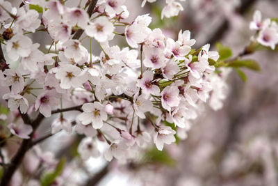 Close-up of pink flowers blooming in park