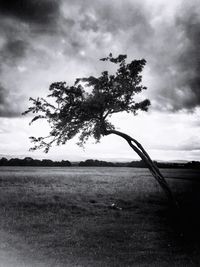 Tree on field against sky