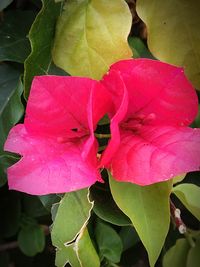 Close-up of pink flowers