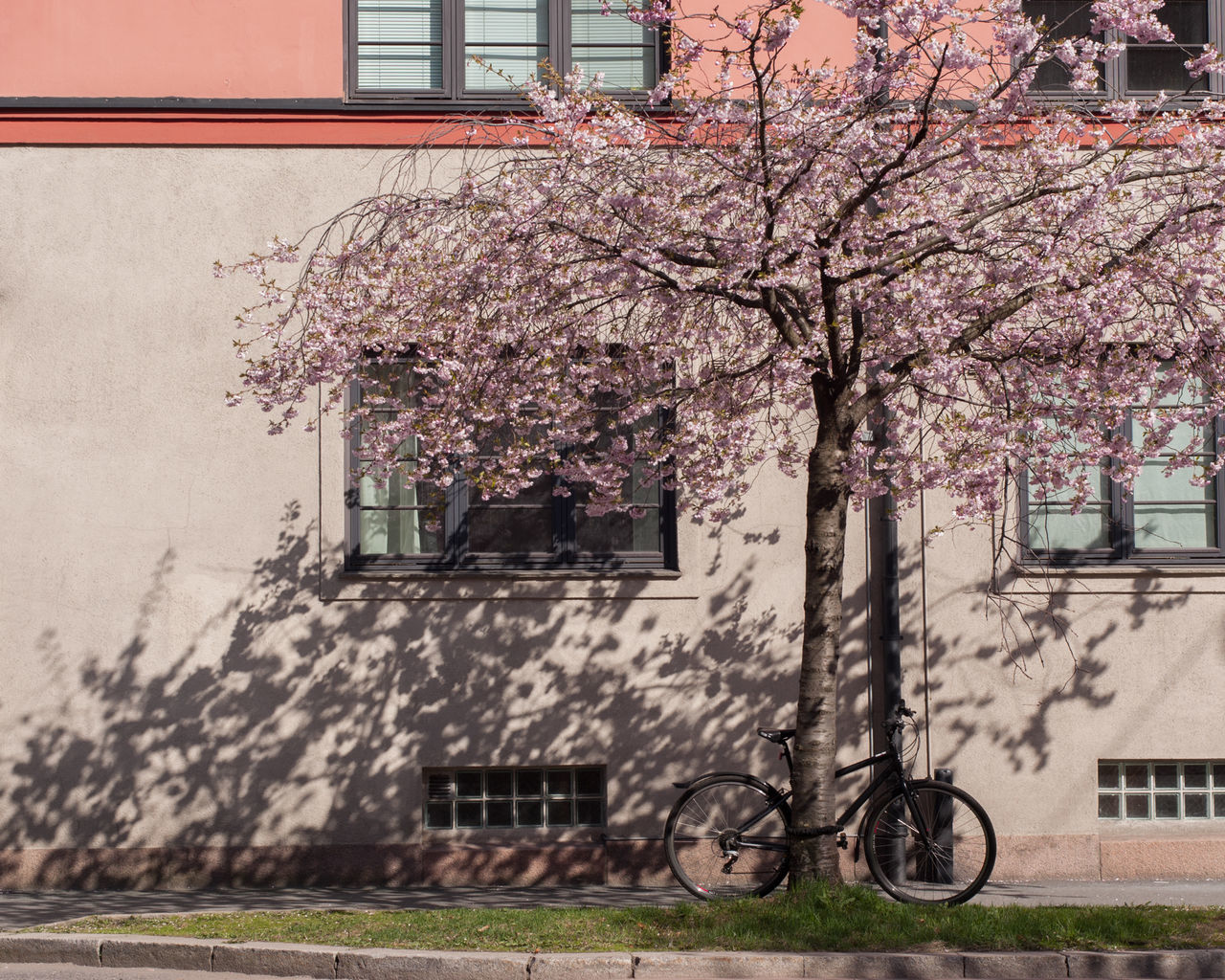 CHERRY BLOSSOM TREE BY BUILDING