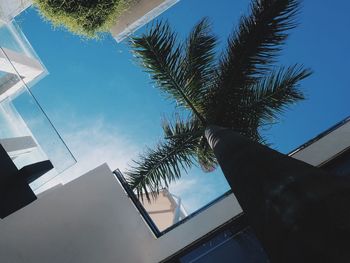 Low angle view of palm tree against sky