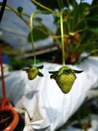 Close-up of green leaf on plant