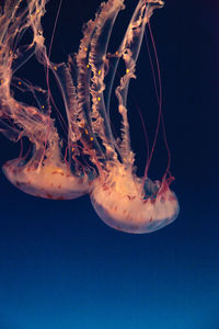 Close-up of jellyfish against black background