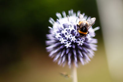 Close-up of honeybee pollinating on purple globe thistle