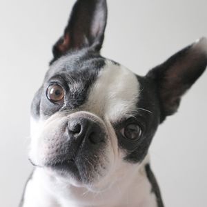 Close-up portrait of a dog