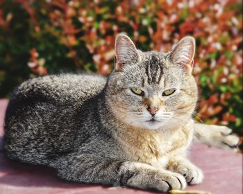 Close-up portrait of tabby cat