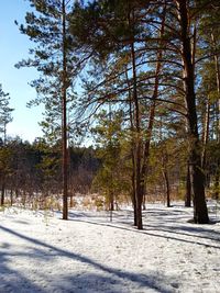 Trees on snow covered field against sky