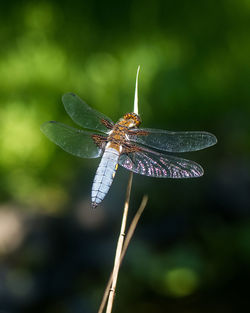 Close-up of insect on leaf