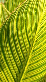 Full frame shot of palm leaves