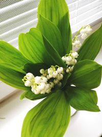 Close-up of flowers