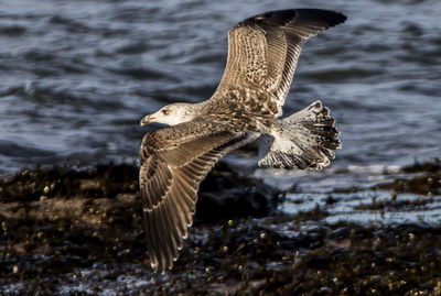 Soaring over the sea