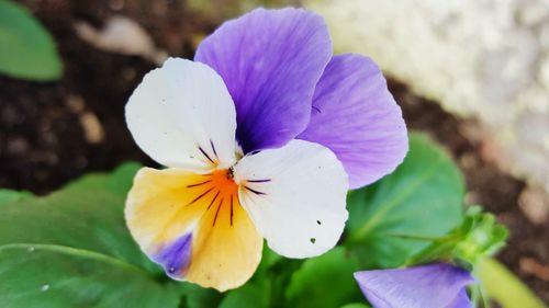 Close-up of purple flower blooming outdoors